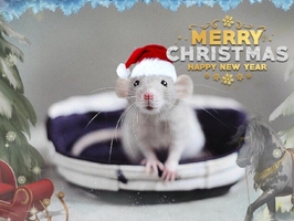 С Новым Годом!